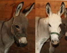Miniature donkeys named Gronk and Brady