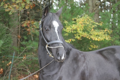 Claire Campbell"s new Morgan horse "Oakrun New York Dark Nite"