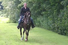 morgan gelding  sold to sold to Elaine Rosier 