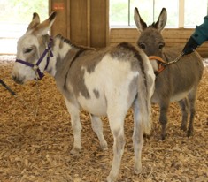 Congrats  to Robin on her purchase of two miniature donkeys