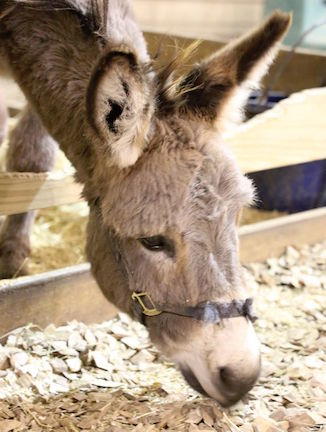 Barney the donkey that will be at the event