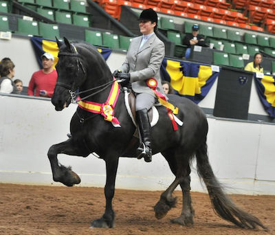 Chrislar’s Friesian Bouke competing at a horse show