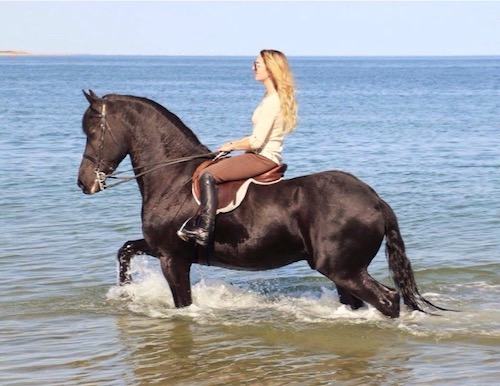 Carly Cibelli riding Freisan Bouke on Crane Beach