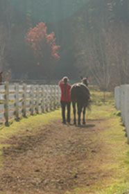 rider walking her horse out for turnout