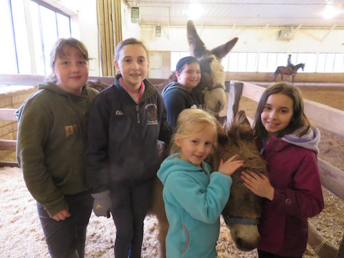 Chrislar group  with mini donkeys
