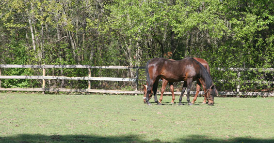 morgan horses grazing in a grass paddock
