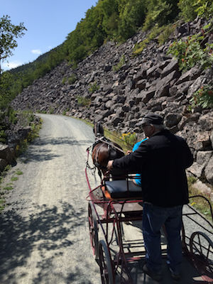 Tiger driving at Acadia National Park