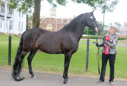 Sis with her horse - Champion Specialty in hand