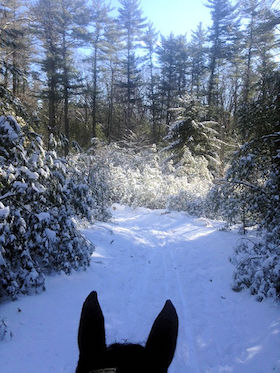 trail photo from the back of the horse