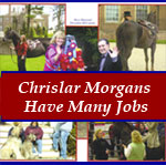 Chrislar Morgan horses have many jobs (Modelling, TV, MOVIES) Click for details