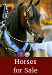 horses for sale - click for info