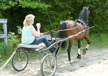 Chris on the farm training a young horse to drive